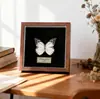 Especimen de Mariposa Real Colgante de Madera Estilo Nórdico Simple Moderno Regalo de Cumpleaños Marco de Fotos de Madera Simple