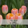 Bulbos de Tulipa para Venda no Atacado, Variedade de Pétala Simples, 1 Bulbo por Pacote, Bulbos de 5 Graus, Plantas de Flores de Interior em Vasos, Floresce o Ano Todo, Fácil de Cuidar