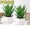 Aloe Vera en Maceta Interior Eliminación de Formaldehído Purificador de Aire Planta Verde Escritorio de Oficina Suculenta Fácil de Cultivar Flores y Cactus Todo el Año