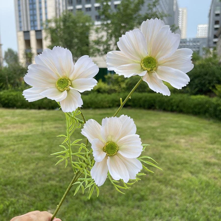 3头莫奈格桑花-sxrmzx-香槟.JPG