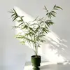 Plantas de Bambú de Mesa para Interiores para Salones de Té, Vegetación Estilo Zen, Perennes, Tolerantes a la Sombra, Fáciles de Mantener, Bambú Ornamental de Jardín, Flores de Bambú Bonsái