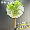 Plantas em Vasos de Bambu Valiosas, Bolas de Musgo de Bambu Dourado, Plantas Hidropônicas, Plantas Verdes Bonitas e Elegantes para Sala de Estar, Pátio e Mesa