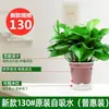 Plantas de Jasmim-Manga em Vasos Florais Plantas Verdes de Interior Absorvem Formaldeído Plantas Hidropônicas Purificam o Ar Jasmim-Manga em Vasos Plantas Atacado