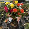 Plántulas de Rosas en Forma de Árbol, Rosales de Tallo Alto, Plantas de Rosas Altas, Plantas en Maceta de Floración de Cuatro Estaciones, Flores y Plantas Verdes de Interior de Fácil Cuidado