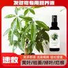 Fertilizante para Árbol del Dinero Sin Diluir, Promueve el Crecimiento de Hojas y Fortalecimiento de Raíces, Previene la Pudrición de Raíces, Promueve el Crecimiento de Nuevas Hojas y Plántulas Fuertes, Solución Nutritiva Universal, Fabricante