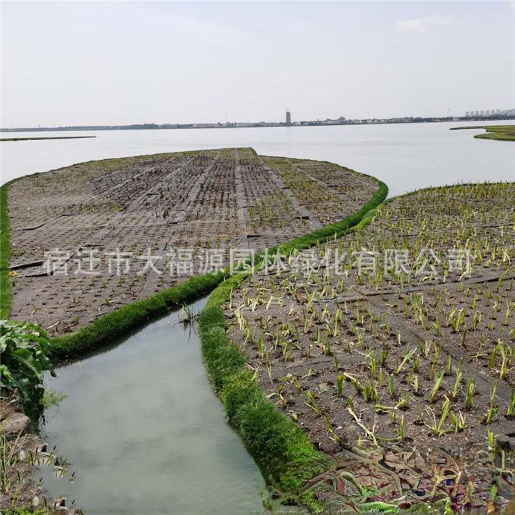 微信图片_20200601225017_副本