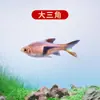 Peixe Ornamental Grande, Peixe Tropical Pequeno de Água Doce Fácil de Cuidar, Peixe Leve, Aquário de Tanque com Plantas Natação em Grupo Peixes de Estimação