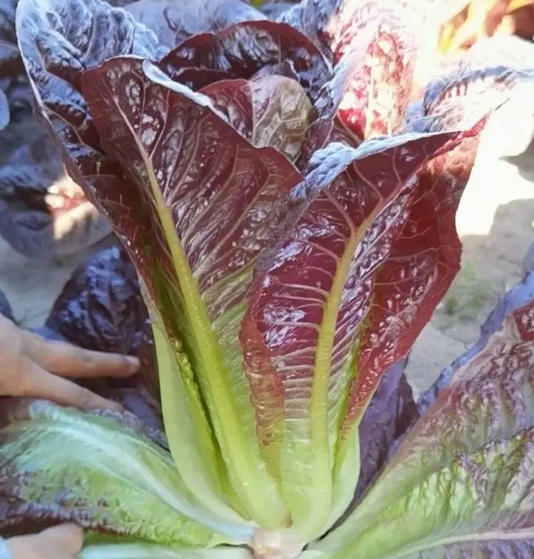 孔雀菜详情5
