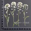 Bolsa de Flores Secas en Relieve Xiangxueqiu Funda para Teléfono Móvil Hecha a Mano con Gota de Pegamento Marco de Fotos Lámpara de Mesa Vela de Flores Bafle de Pared Decorativo Material