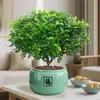 Madeira Aromática Autêntica em Vaso Pimenta Madeira Tronco Velho Mudas de Árvore Repelente de Mosquitos e Insetos para Interior Decoração de Bolo Plantas Folhas Verdes