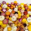 Venta Caliente Transfronteriza Flor Seca Flor Eterna Hoja de Manzana Caña 57 piezas Adorno Floral Flor Eterna Hierba de las Pampas Flor Florecer