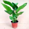 Ave do Paraíso Envasada Mudas de Strelitzia Reginae Envasadas Plantas de Sala de Estar Plantas Grandes Escritório Plantas Verdes Quarto Varanda Plantas Verdes Reais