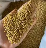 Nuevo Té de Trigo Sarraceno Al por Mayor Stock a Granel Trigo Sarraceno Negro Trigo Sarraceno Amarillo Inflado Grano Grande Té de Hierbas Envío Gratis Hierbas Medicinales Chinas