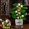 Dropshipping Árbol Bodhi en Maceta Bonsái Bodhi Pequeño con Fruto Adornos de Escritorio Zen Chino Interior Creativo Bueno