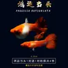Peixe Guppy, Peixe Tropical, Peixe Ornamental Pequeno, Reprodução, Fêmeas Grávidas, Prontas para Dar à Luz, Fácil de Criar, Resistente e de Vida Longa, Guppies