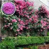 Rosas Trepadoras de 1.5 m con Aroma Fuerte, Plantas Trepadoras para el Jardín, Rosas en Maceta de Floración Multitemporada que Florecen Todo el Año