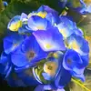 Jardim da Heidi Hortênsia Pipoca Thor Mãe do Mar Flores Plantas Vasos Mudas Balcão Pátio