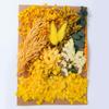 Fabricante de Yunnan Abanico de Flores Secas Eternas Hecho a Mano DIY Kit de Materiales de Flores Prensadas Marco de Fotos Flores Flotantes Día del Maestro Venta al por Mayor