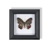 Marco de Fotos de Espécimen de Mariposa Pintura Decorativa de Madera Adorno Retro Europeo Soporte de Exhibición Muebles DIY Regalo de Cumpleaños Regalo