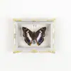 Mariposa Ojo de Esmeralda Azul Mariposa Real Imán para Refrigerador Espécimen Marco de Fotos Terminado Regalo de Gama Alta Pintura Decorativa