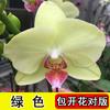 Cuatro Estaciones Flor de Falenopsis Plantas en Maceta para Ver Flores Interiores con Capullos Espada Floral Tipo de Flor Plántulas Grandes Envío Gratis Gran Venta Plantas Verdes