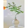 Flor Hoja Primavera Manantial Fluyente Arce de Primavera Planta Verde en Maceta Estudio Sala de Estar Planta de Patio Sauce Dorado Arce de Primavera Bonsái Estilo Zen Japonés