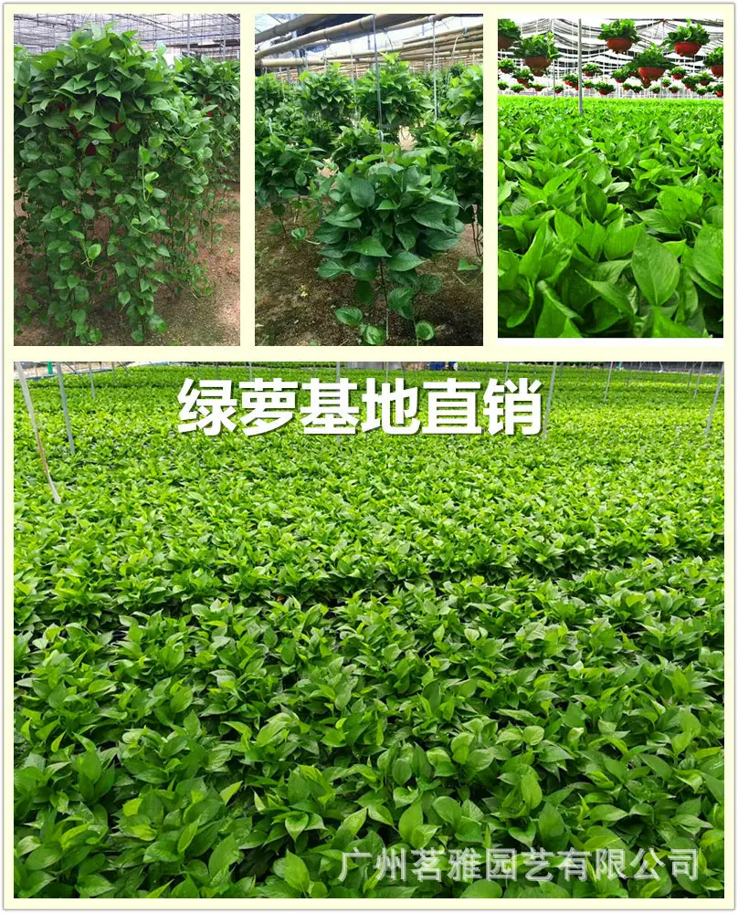 1535461251471(1)_副本