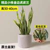 Orquídea Tigre com Borda Dourada Planta Verde em Vaso Suculenta Grande para Interior Fácil de Cuidar Todas as Estações Sala de Estar Absorvedora de Formaldeído Planta Grande em Vaso