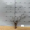 Tocones de Árbol Muerto Ramas Modelo Microscópico Escena Fabricación Suministros para Mascotas Base de Figura Embellecimiento de Fondo Decoración Obstáculo