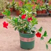 Videira Trepadeira Perfumada Videira Dupla Felicidade, Floresce em Todas as Estações, Planta Trepadeira de Vaso para Jardins Internos e Varandas, Mudas de Videira Perfumada
