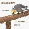 Parque de Juegos para Pájaros Parrot Pepperwood con Escalera, Columpio, Plataforma para Pájaros, Parque de Entrenamiento para Periquitos, Parque de Juegos para Periquitos