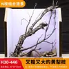 Árbol para paisajismo de acuario sudamericano, ramas secas, ramas de peral amarillo, decoración de sustrato, pecera pequeña, ramas naturales, decoración de paisajismo y paisajismo.