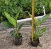 Mudas de Flores Atacado Ave do Paraíso Plantas Verdes Tolerantes à Sombra Vaso Strelitzia Reginae