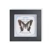 Marco de Vidrio Moderno Sencillo para Espécimenes de Mariposa Sala de Estar Regalo Pintura Decorativa Marco de Espécimen