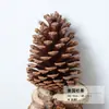 Virutas de Madera Cáscara de Nuez Material Planta Taibao Especimen Piña de Pino Paquete de Materiales de Flores Secas DIY Chen Mai Hecho a Mano Bellota Seca Marco de Fotos