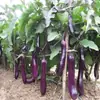 Mudas de Pimenta para Todas as Estações, Pimenta Céu Extra Picante, Pimentas Coloridas, Pimentas Finas Ligeiramente Picantes, Mudas de Tomate de Alta Produção, Mudas de Vegetais em Vasos