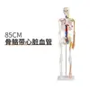 Modelo de Esqueleto Humano de 85cm Esqueleto Adulto de Corpo Inteiro de 170cm Modelo Humano Esqueleto Pequeno Modelo de Coluna Vertebral para Ensino
