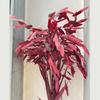 Flor Eterna Grama Pequena Esperança [Grama Ling Feng] Espaço Fresco e Natural Exibição de Janela Casamento com Decoração de Grama