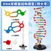 Modelo de Estructura de Doble Hélice de ADN Materiales Didácticos Demostración a Gran Escala de Pares de Bases Genes Genéticos Equipo Didáctico de Ciencias Biológicas