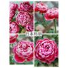 Kono Caixa de Joias/Névoa Azul Broto de Rosa de Salão Arbusto Flores de Jardim de Pátio Fragrantes Multissazonal