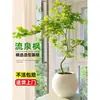 Planta de Bordo em Vaso Primavera Dourada Planta Verde Interior Grande Beleza Natural Modelagem de Casa Árvore de Bordo Planta Lu Planta de Sala de Estar Planta em Vaso