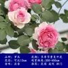 Plántulas de Rosas, Enredaderas Trepadoras, Florecen Todo el Año, Rosas Trepadoras de Flor Grande, Flores Extra Grandes, Plantas con Flores Fragantes, Plantas de Jardín, Resistentes al Frío