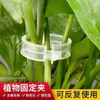 Sujetadores de clip para pepinos, tomates, frijoles y otras plantas y verduras verdes, ataduras para enredaderas, herramientas de jardín especializadas
