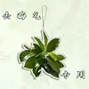 Llavero de Hoja de Toronja Colgante Acrílico para Mochila para Alejar la Mala Suerte, Adorno de Regalo Único y Creativo para Amigos