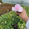 Mudas de Rosas Trepadeiras Europeias Vinho Rosé Mudas de Trepadeiras Rosas Rosas de Jardim Ornamentais Flores Grandes Rosas Plantas de Flores Perfumadas