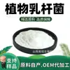 Lactobacillus plantarum, materia prima de grado alimenticio para el cuidado de la salud, polvo liofilizado probiótico, potenciador nutricional de bacterias del ácido láctico, en stock