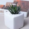Paquete de Flores Combinación de Plantas Suculentas de Interior Planta en Maceta Incluyendo Maceta Tierra Suculenta Oficina Balcón Jade Verde Rocío Creativo