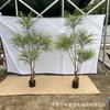 Planta verde de simulación, planta en maceta, decoración para interiores y exteriores, reloj de paisaje, Pukui Nantianthus, planta de simulación, adornos combinados al por mayor
