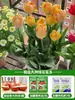 Sementes e bulbos de tulipa são resistentes ao frio, adequados para cultivo hidropônico no inverno, e podem ser cultivados em solo ou como plantas de interior em vasos. Eles são fáceis de cuidar e crescem bem em todas as estações.