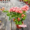Planta en Maceta Buganvilia Floreciendo Cereza Verde Doble Pétalo Floración Cuatro Estaciones Balcón Fácil de Cultivar Buganvilia de Interior Planta Verde para Balcón